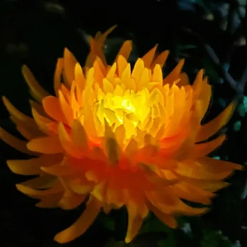 Солнечная Элегантная Хризантема Light Outdoor Garden Simulation Цветок Трава Освещает Садовый Торшер LED Garden Landscape Lamp